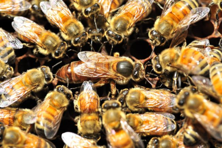 Perché le api maschi cercano di accecare le loro regine?
