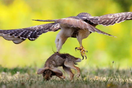 Quanto peso può trasportare un falco?