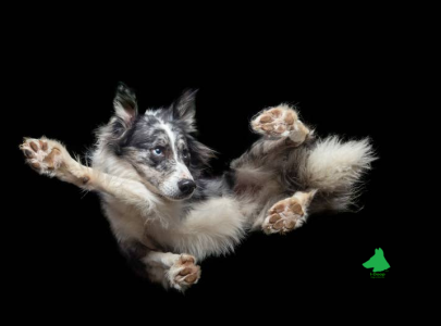 Gli umani instabili creano cani instabili.