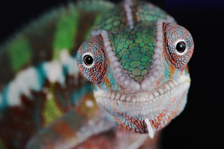I colori di un camaleonte non sono solo belli, sono incredibilmente complessi