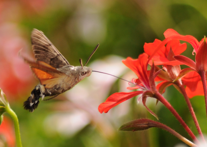 Sfinge colibrì - uccello o falena?