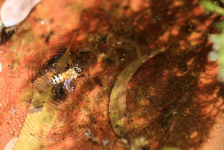 Sapevi che quando le api cadono in acqua creano delle onde e 'navigano' in sicurezza?