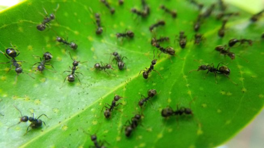 Come altre specie gestiscono il distanziamento sociale quando qualcuno è malato...