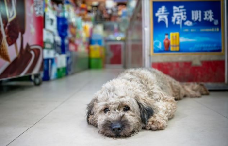 5 domande da porsi prima di diventare proprietari adottivi un animale domestico