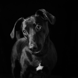 I cani e gatti neri sono ultimi nella lista delle adozioni.
