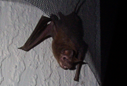 Che cosa succede se sei morso da un pipistrello?