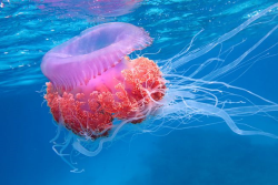Meduse forse non sapevi che...