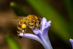 Perché le api hanno le tasche?