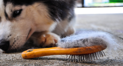 Aiuta gli uccelli con i peli del tuo cane, come?