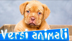 E tu sei sicura/o di conoscere i nomi dei versi degli animali?