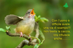 Gli uccelli canori stanno lottando con l'inquinamento acustico.