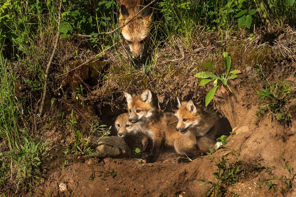 Come rintracciare gli animali in natura, armati di macchina fotografica......