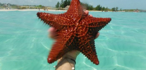 Una stella marina fuori dall’acqua muore in pochi minuti: basta selfie!