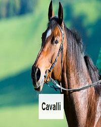 CAVALLI