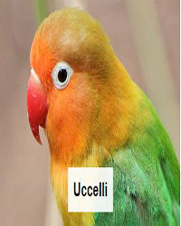 UCCELLI